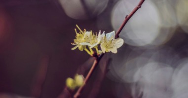 Bloem