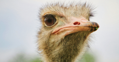 Struisvogeltactieken