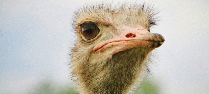 Struisvogeltactieken