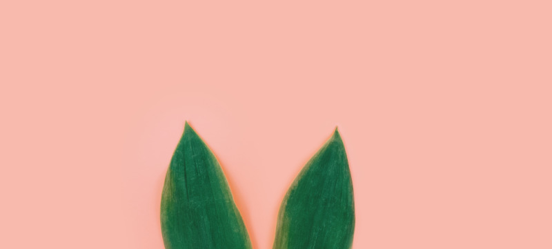 Oren van konijn als illustratie bij artikel over paastradities