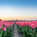 Afbeelding tulpen als beeld bij artikel over floreren