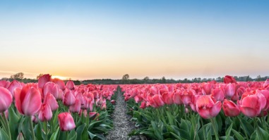 Afbeelding tulpen als beeld bij artikel over floreren