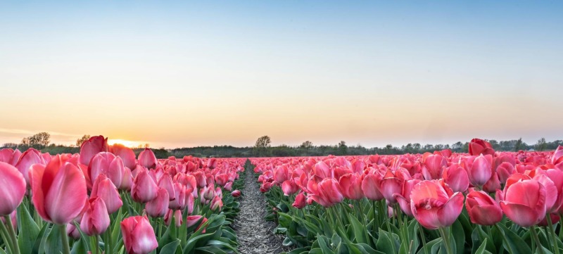 Afbeelding tulpen als beeld bij artikel over floreren