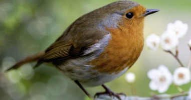 roodborstje als illustratie bij een artikel over wat vogels kijken doet met je brein