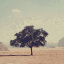 Slow cinema