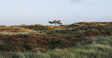 Walk of grief rouwpad Terschelling