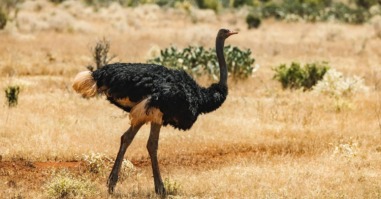 Struisvogel