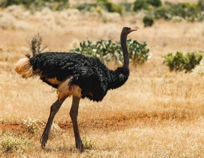 Struisvogel