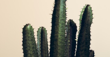 cactus die symbool staat voor een kort lontje