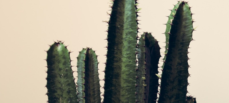 cactus die symbool staat voor een kort lontje