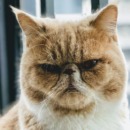 kat kijkt alsof hij irritaties heeft