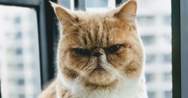 kat kijkt alsof hij irritaties heeft