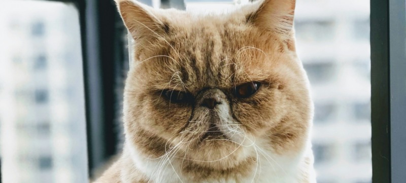 kat kijkt alsof hij irritaties heeft