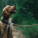 Hond in het bos
