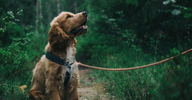 Hond in het bos