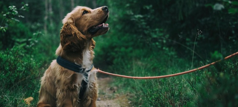 Hond in het bos