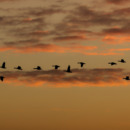 een foto van vogels die door de lucht vliegen als een symbool voor een gesprek over de dood