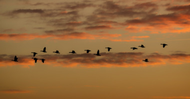 een foto van vogels die door de lucht vliegen als een symbool voor een gesprek over de dood