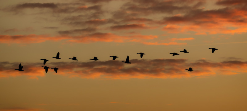 een foto van vogels die door de lucht vliegen als een symbool voor een gesprek over de dood