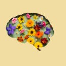 neurodiversiteit-term