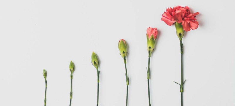 afbeelding van een bloem die verandert