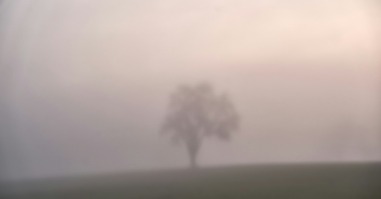 een boom staat in een mistig landschap, waardoor je 'm niet goed ziet