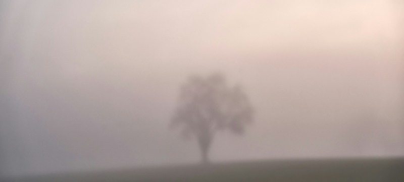 een boom staat in een mistig landschap, waardoor je 'm niet goed ziet