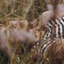 een vrouw ligt in het gras en maakt haar hoofd leeg