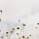 foto van bloemen
