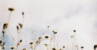 foto van bloemen