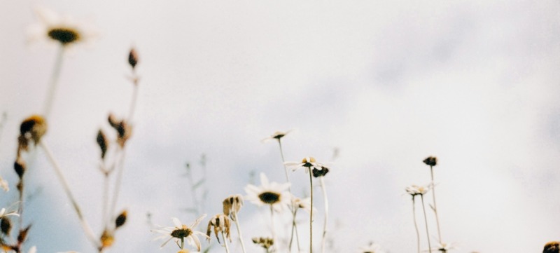 foto van bloemen