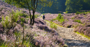 11476_heide