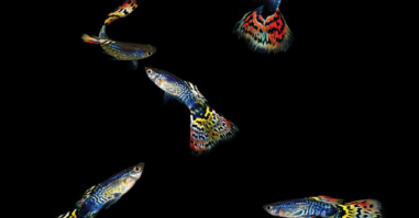 13512_guppies1200x900