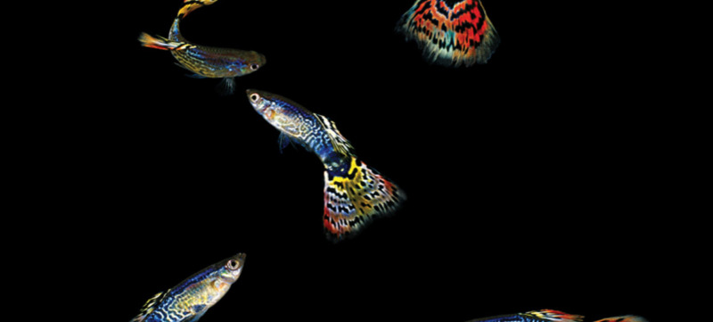 13512_guppies1200x900