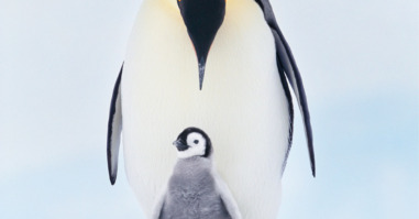 13940_spiegelbeest_pinguin-1200×900