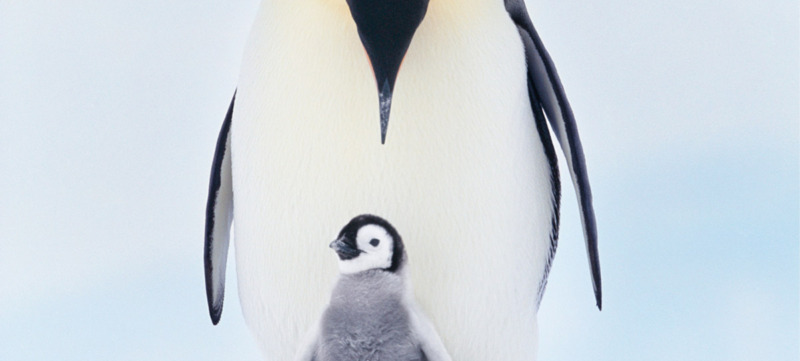 13940_spiegelbeest_pinguin-1200×900