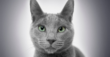 poes