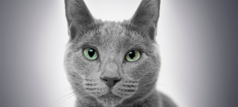 poes