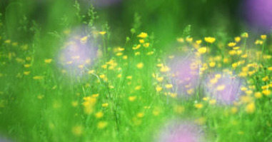 6889_bloemen348x252