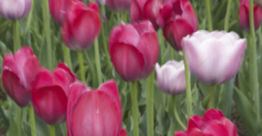 8860_bloemen_348x252_3
