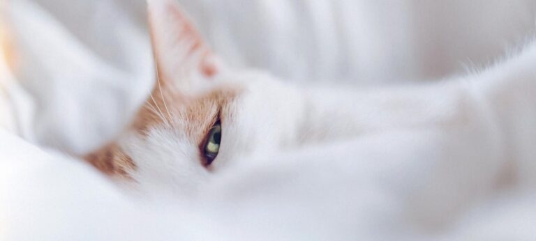 Laat je kat relaxen door kattenmuziek