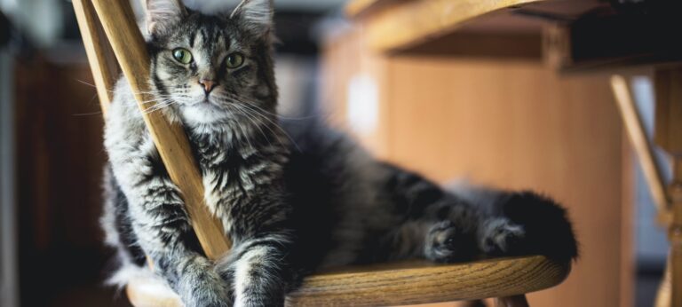 Hoe glimlachen zorgt voor beter contact met je kat