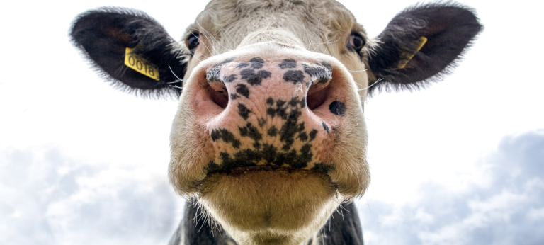 Waarom zit onze relatie met dieren vol tegenstrijdigheden?