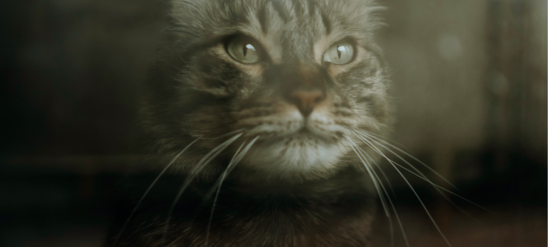 Een pilletje tegen kattenangst