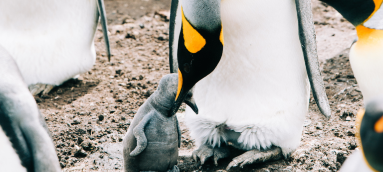 In onze opvoeding lijken we meer op dieren dan we denken