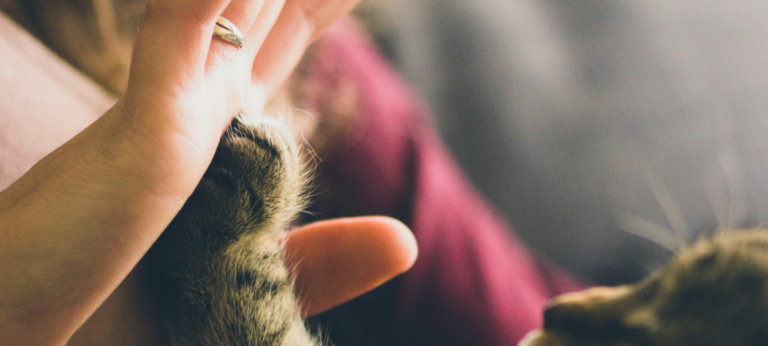 Rouw om je huisdier: ‘Hoezo, het was maar een hond?’