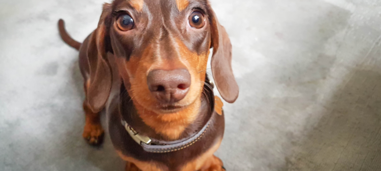 Honden kunnen écht met ons praten, blijkt uit dit onderzoek