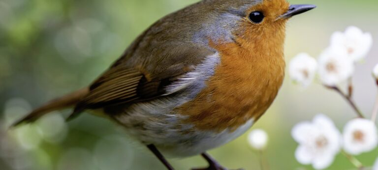 roodborstje als illustratie bij een artikel over wat vogels kijken doet met je brein