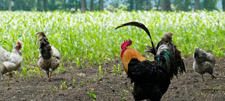 reïntegreren op een zorgboerderij met kippen